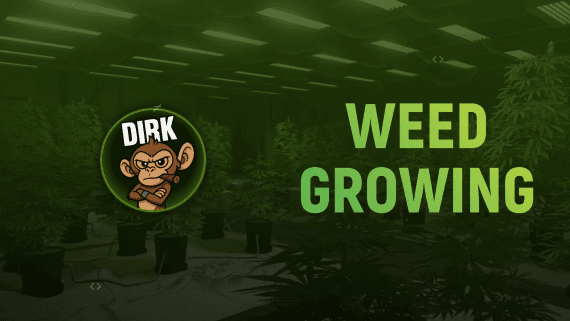 Weed Growing